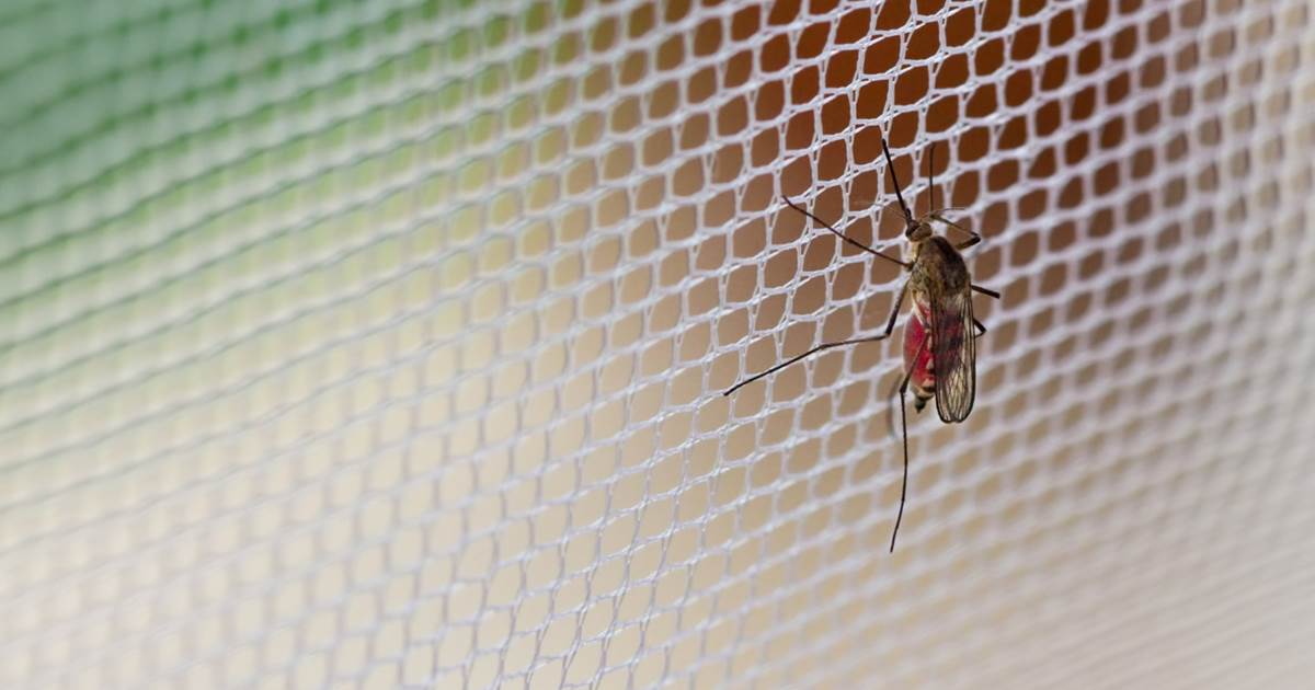 lekken privacy Bevatten Muggen in huis: tips voor bestrijden | Milieu Centraal