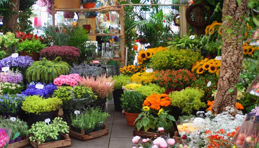 Bloemen kopen het milieu | Milieu