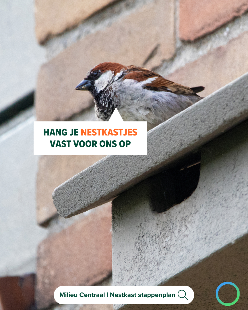 Vogel bij nestjkastje.