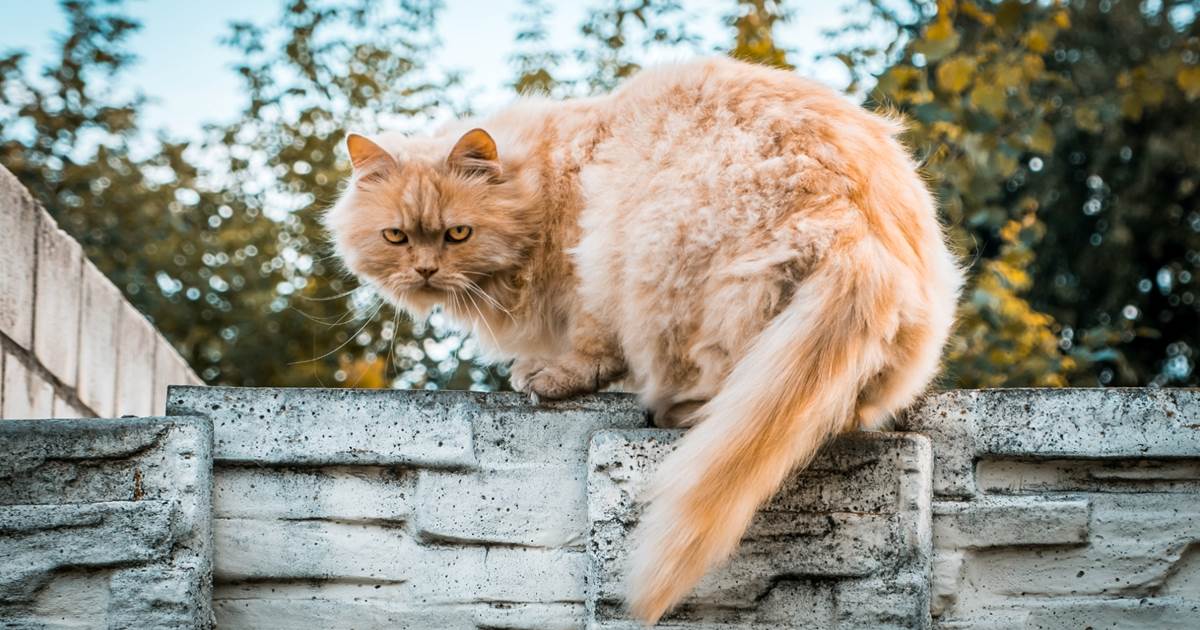 Drijvende kracht vertrekken Interpretatief Last van katten in je tuin? | Milieu Centraal