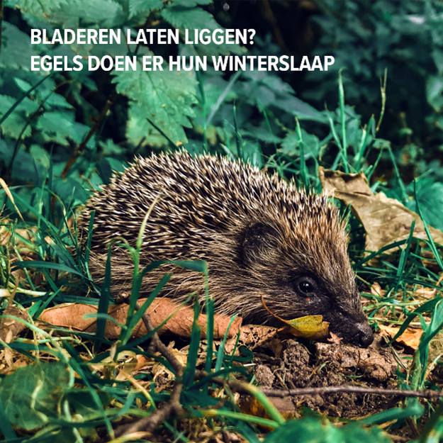 Bladeren laten liggen? Egels doen er hun winterslaap.